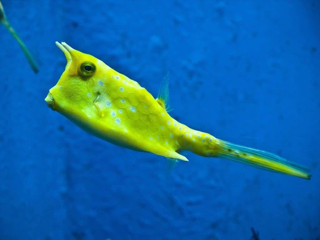 yellow cowfish
