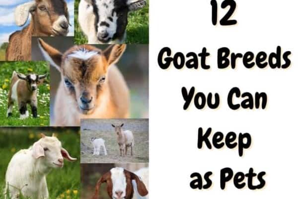 12 best pet goat breeds