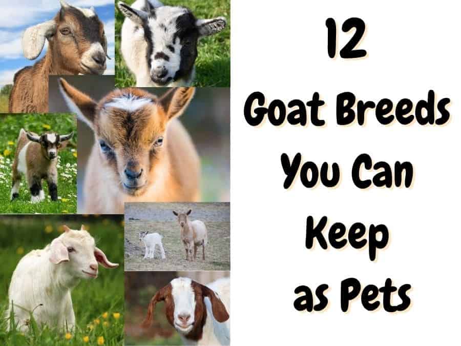 12 best pet goat breeds