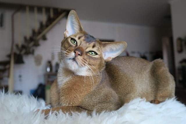 Abyssinian cat