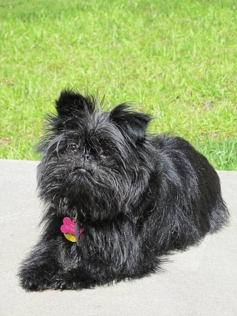 Affenpinscher