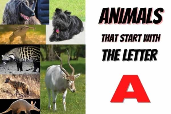 Animals that start with the letter A
