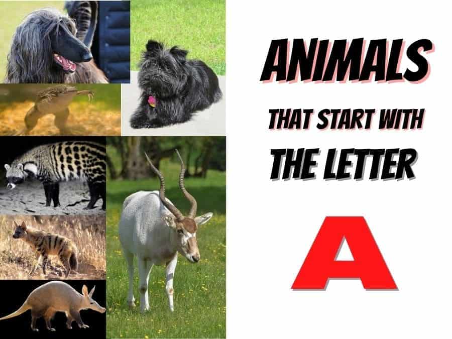 Animals that start with the letter A