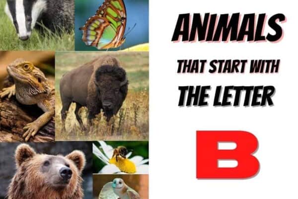 animals that start with the letter B