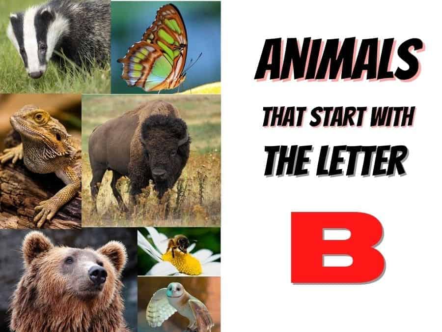 animals that start with the letter B