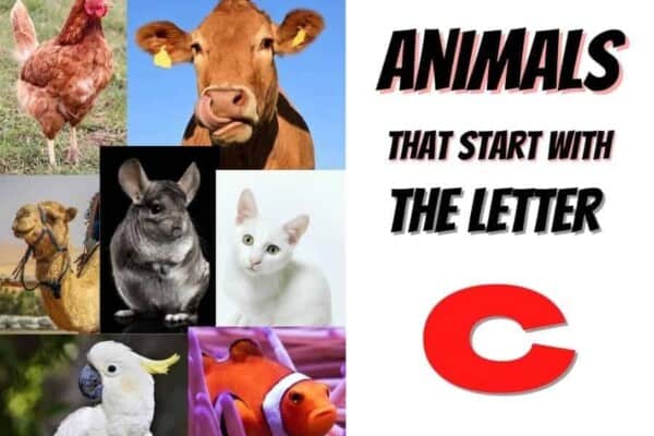 animals that start with the letter C