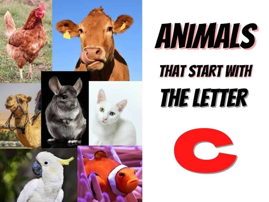 animals that start with the letter C