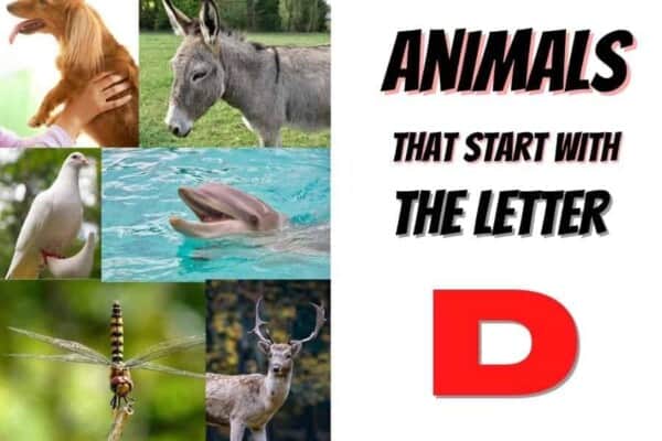 animals that start with the letter D