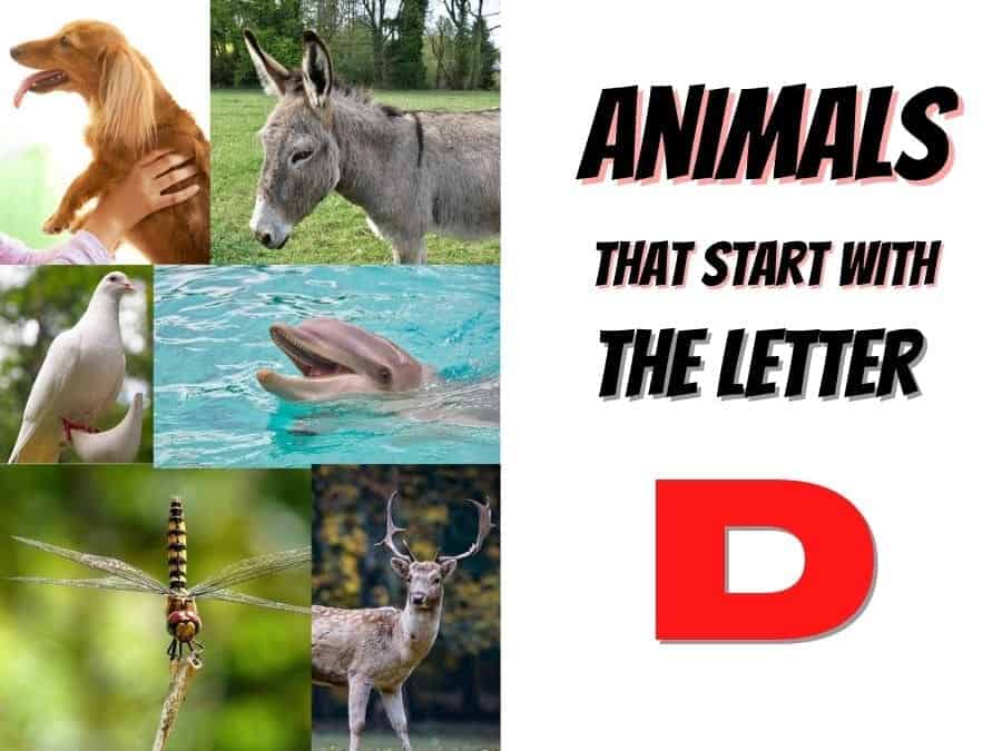 animals that start with the letter D