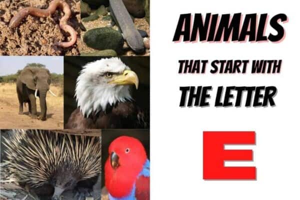 animals that start with the letter E