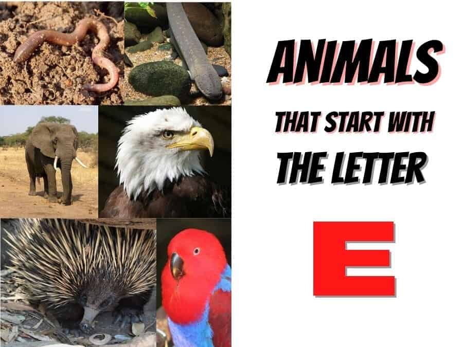 animals that start with the letter E