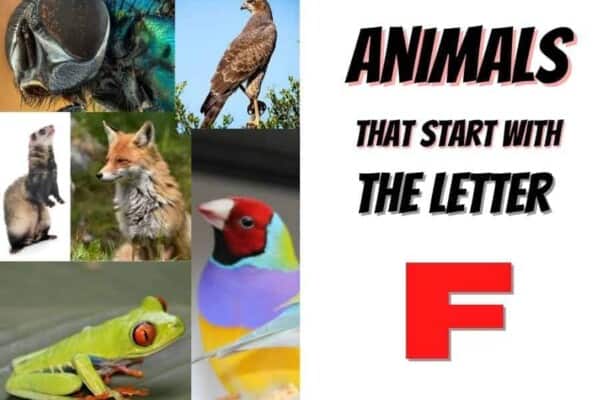 animals that start with the letter F