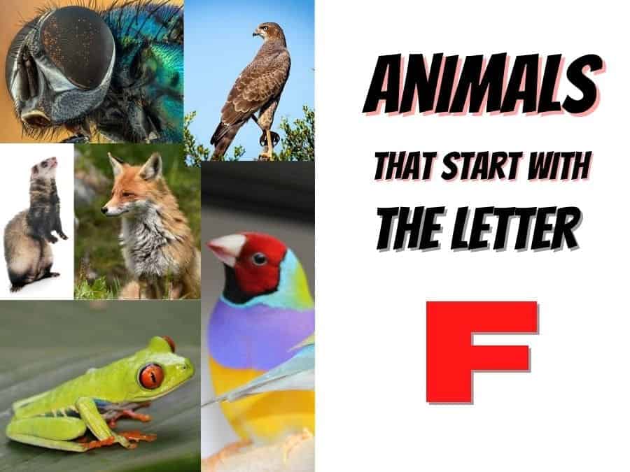 animals that start with the letter F