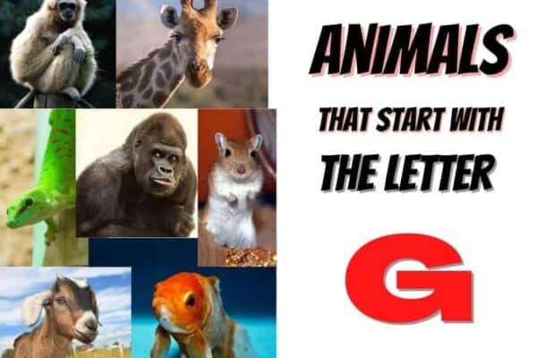 animals that start with the letter G
