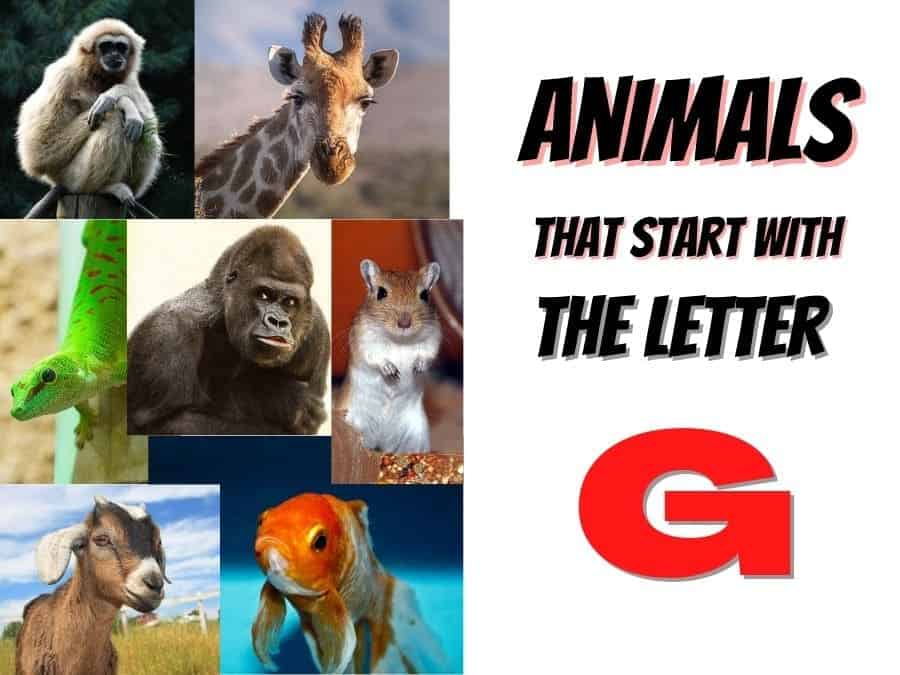 animals that start with the letter G