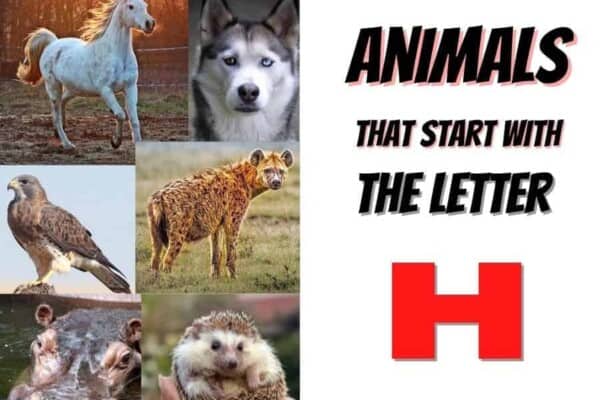 animals that start with the letter H