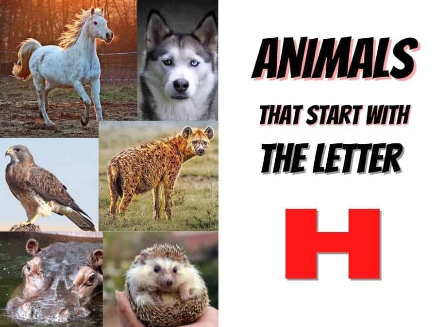 animals that start with the letter H