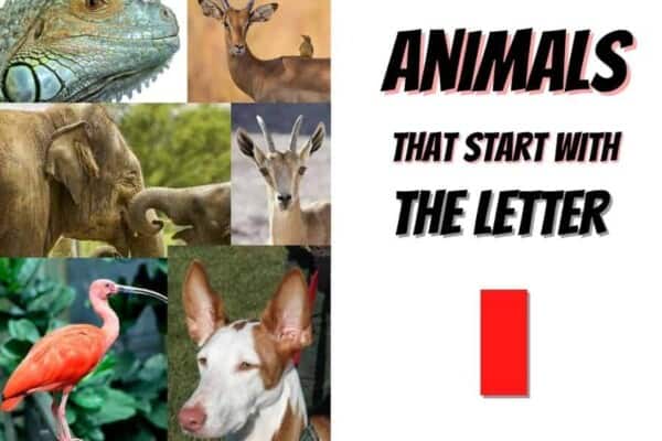 animals that start with the letter i