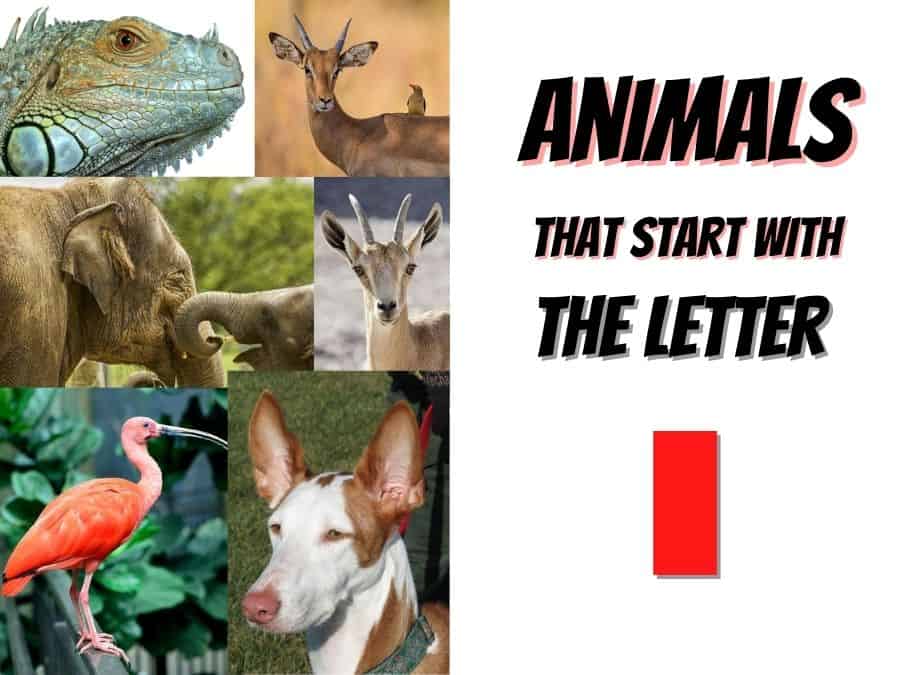 animals that start with the letter i