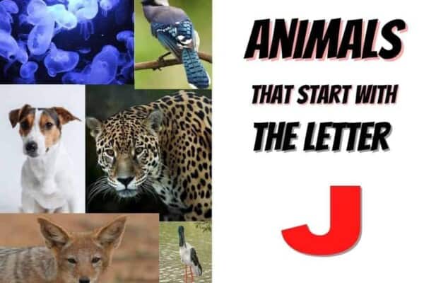 animals that start with the letter J
