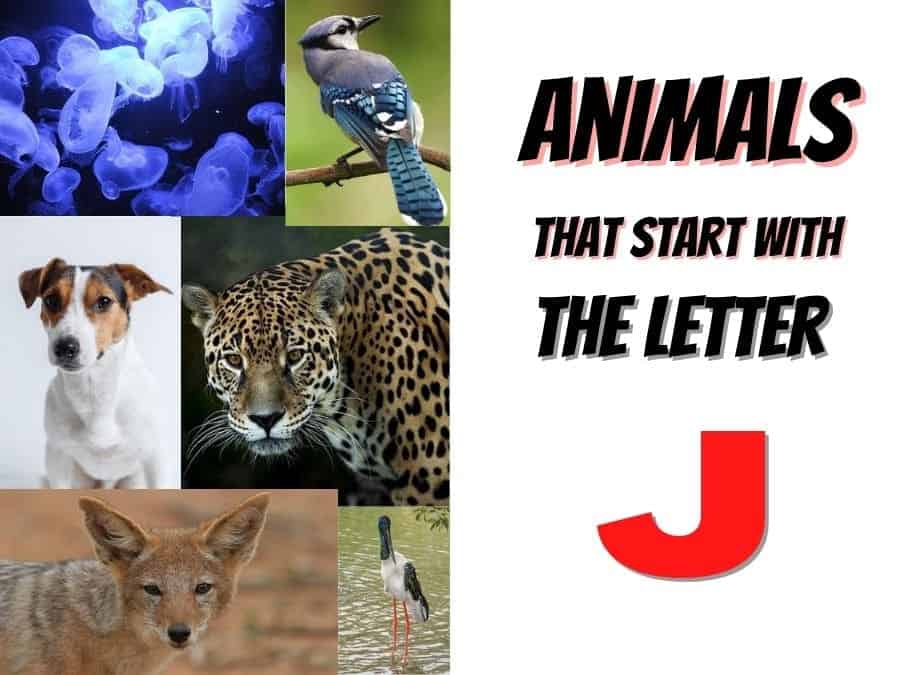 animals that start with the letter J