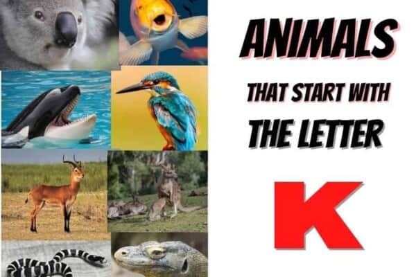 animals that start with the letter K