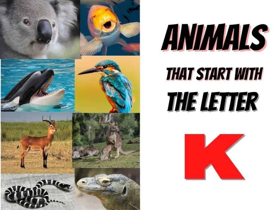 animals that start with the letter K