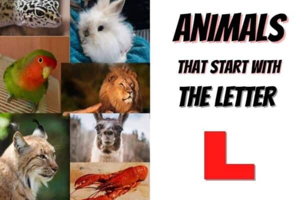 animals that start with the letter L