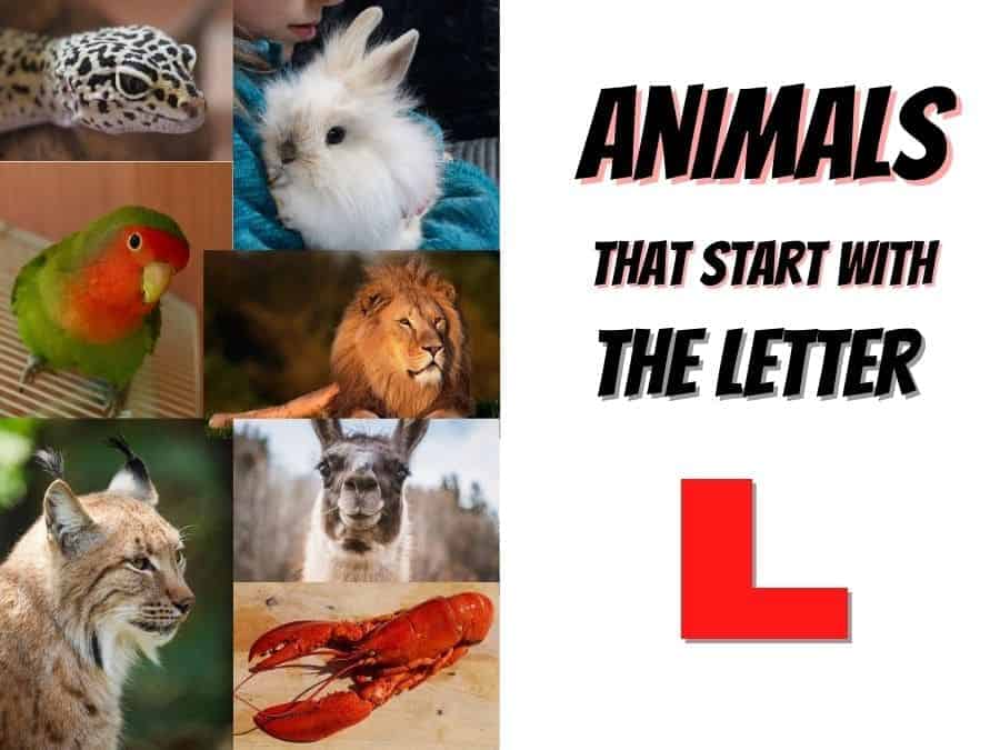 animals that start with the letter L