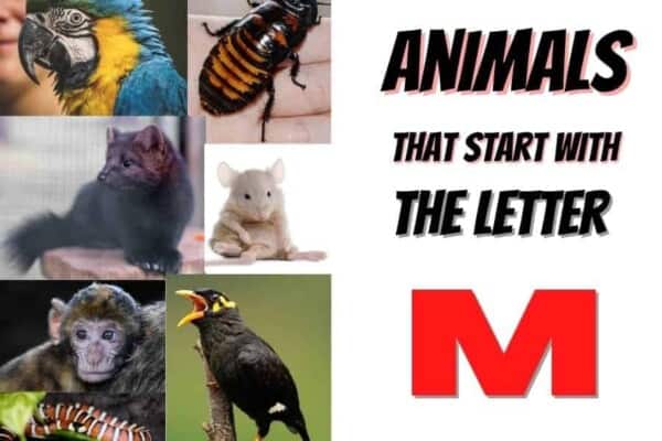 animals that start with the letter M