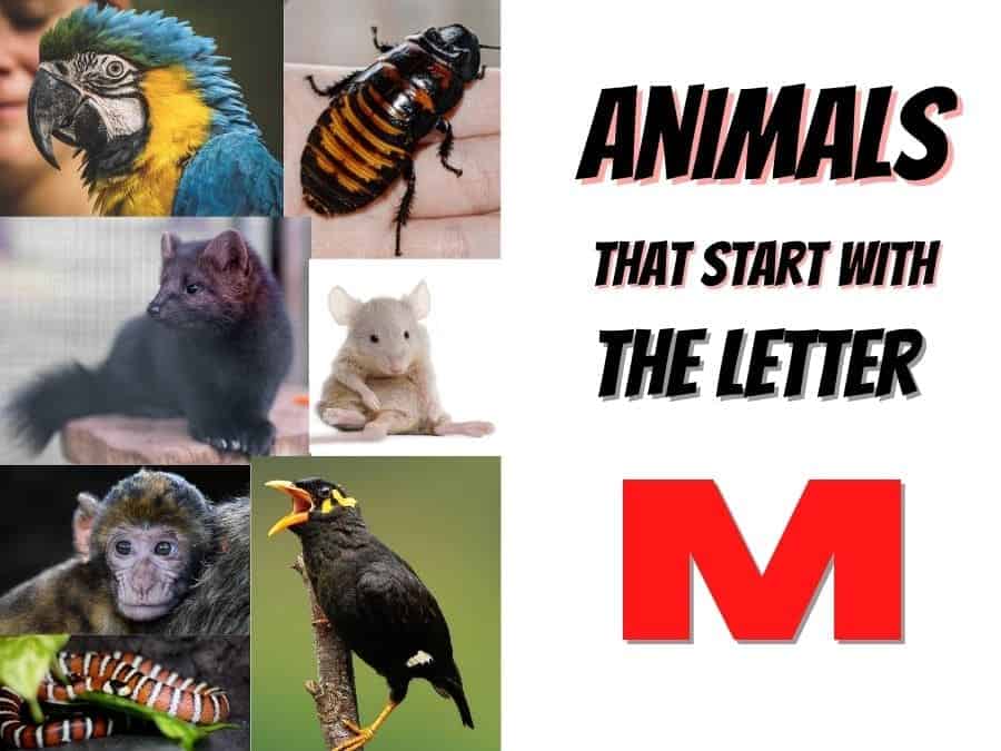 animals that start with the letter M