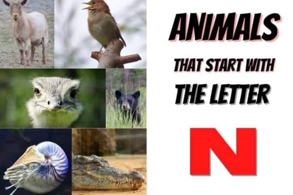 animals that start with the letter N