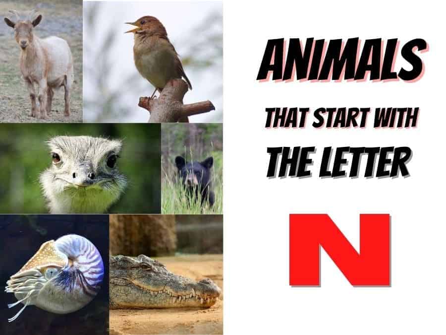 animals that start with the letter N