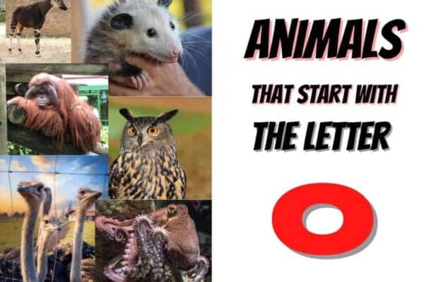 animals that start with the letter O