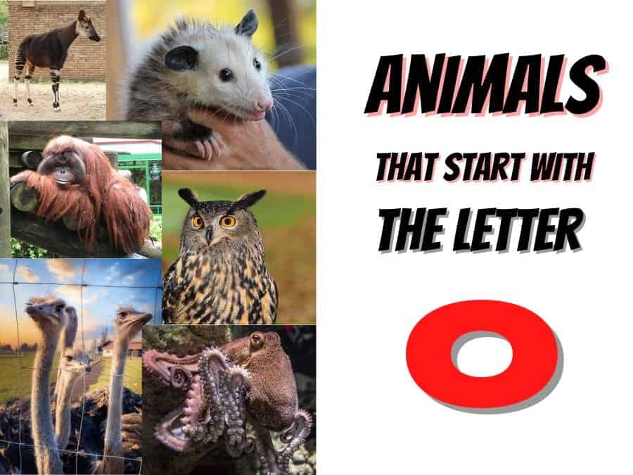 animals that start with the letter O