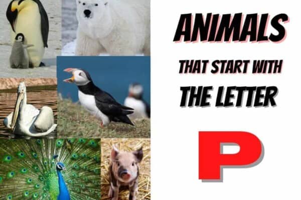 animals that start with the letter p
