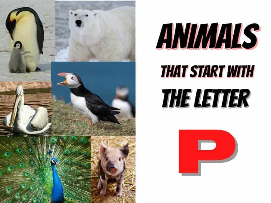 animals that start with the letter p