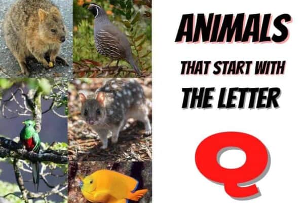 animals that start with a Q