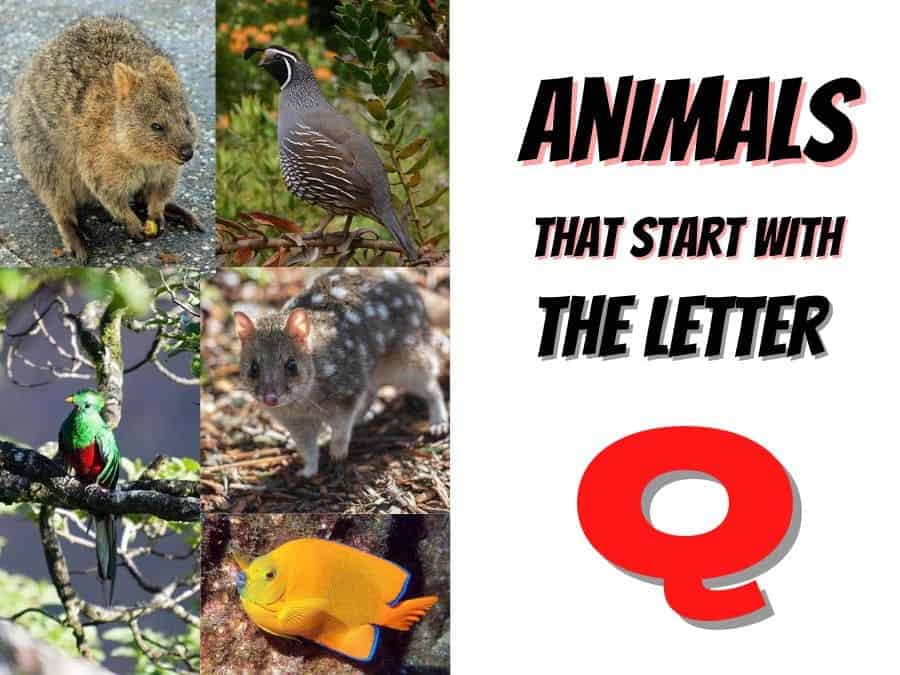 animals that start with a Q