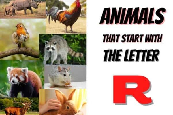 animals that start with the letter R