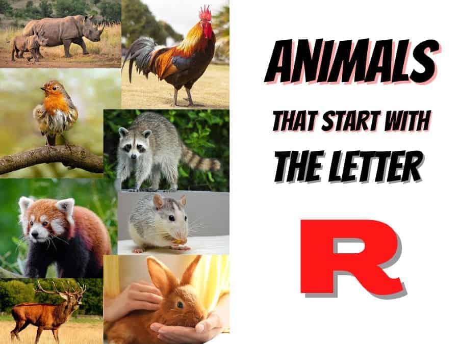 animals that start with the letter R