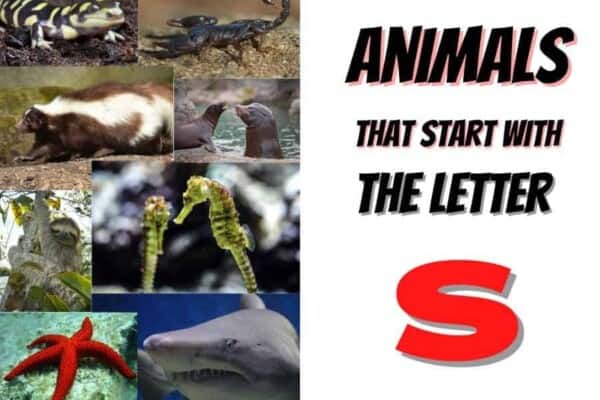 animals that start with the letter s