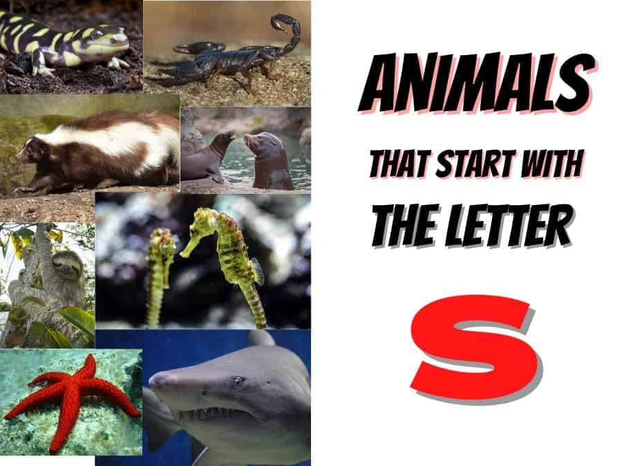 animals that start with the letter s