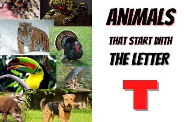 animals that start with the letter T