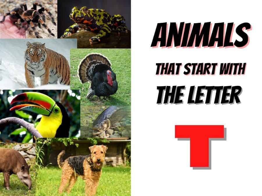 animals that start with the letter T