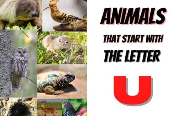animals that start with the letter U