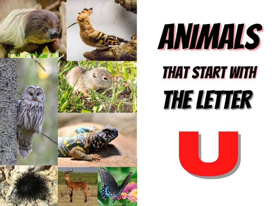 animals that start with the letter U