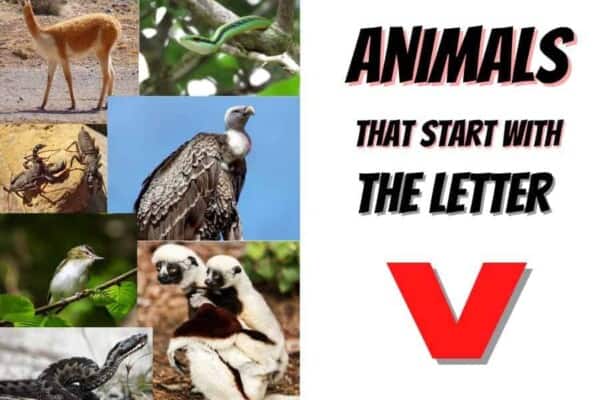 animals that start with the letter V