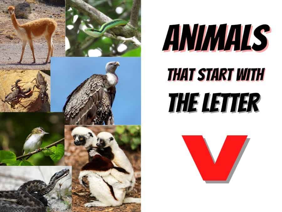 animals that start with the letter V