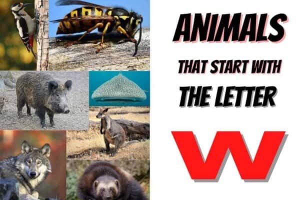 animals that start with the letter W